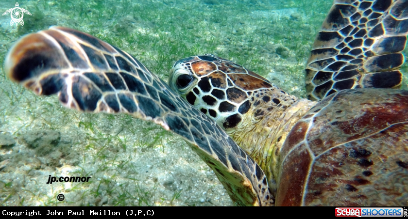 A Tortue Verte