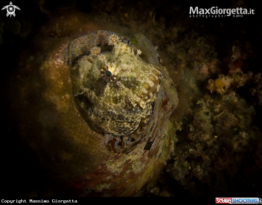 A Blenny