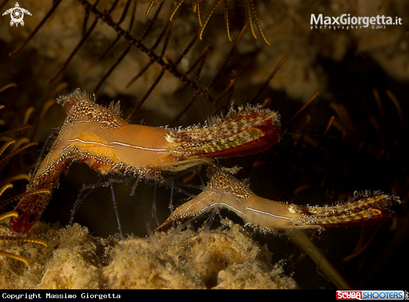 A  Leander plumosus