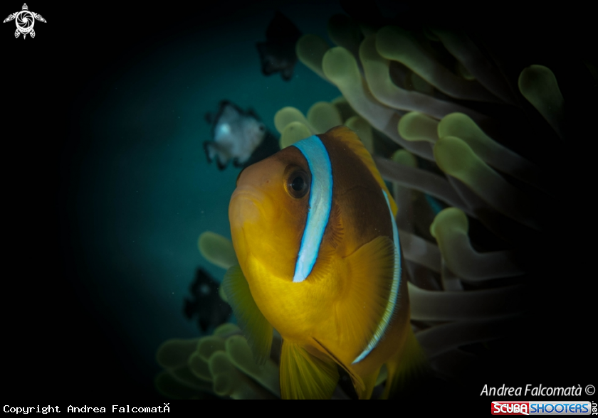 A Clownfish