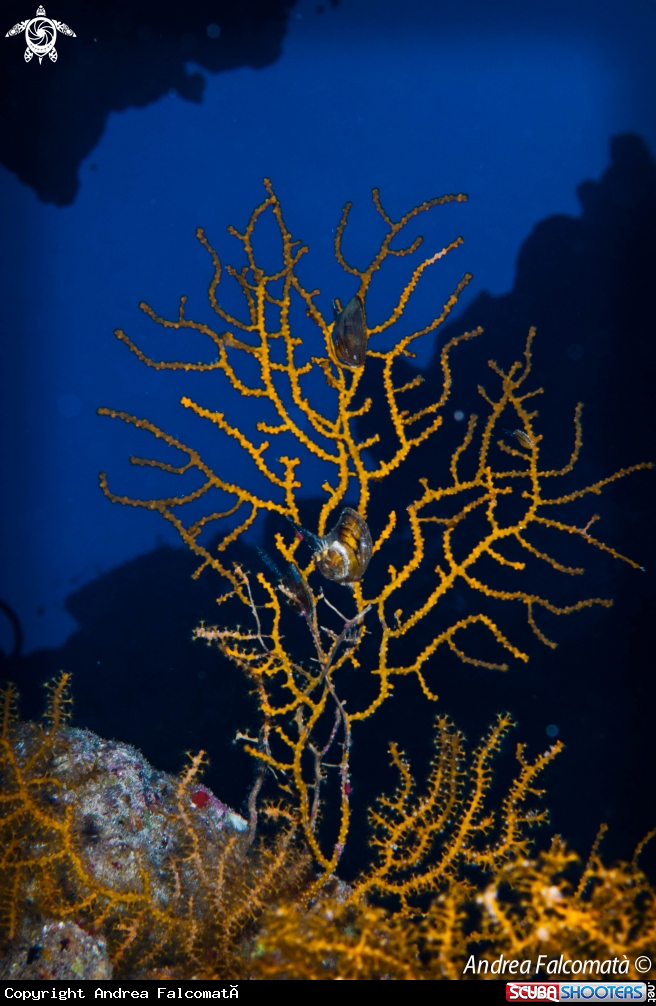 A yellow gorgonia