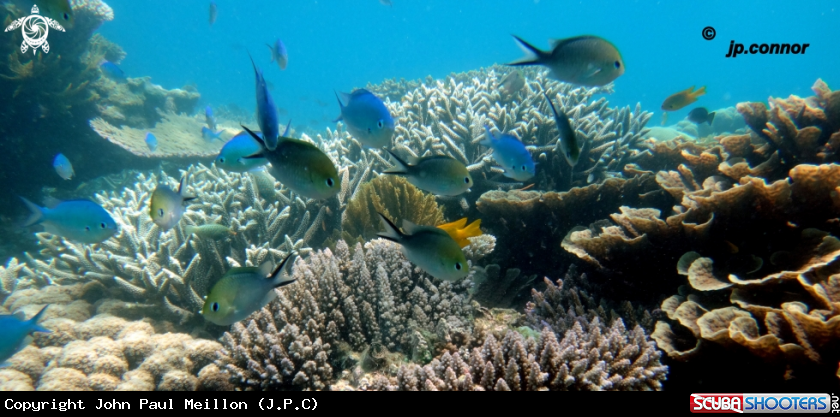 A Damselfish