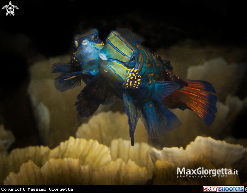 A mandarin fish