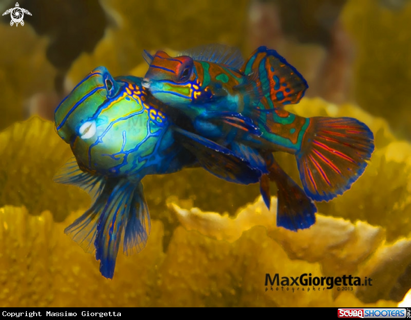 A mandarin fish