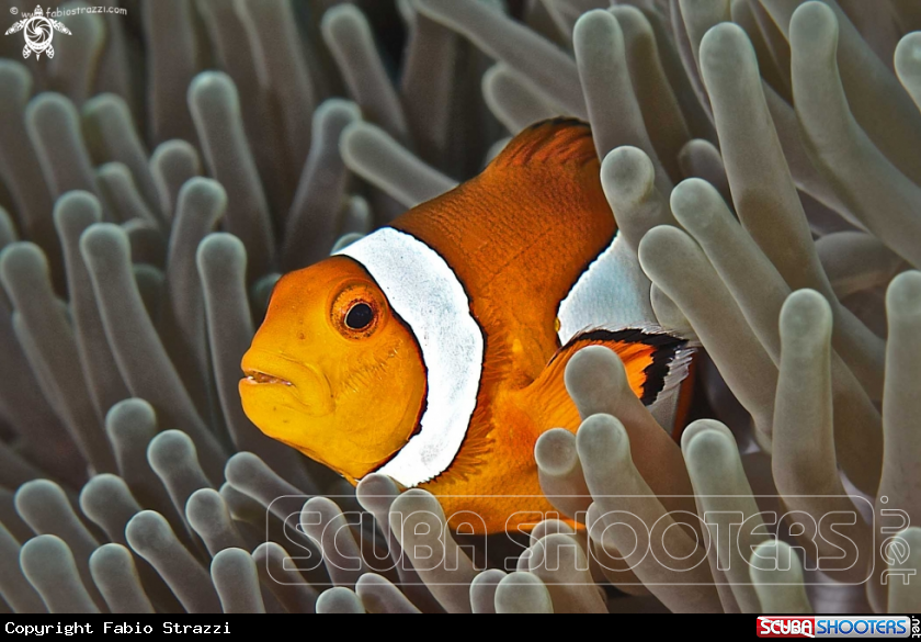 A Anemone fish 