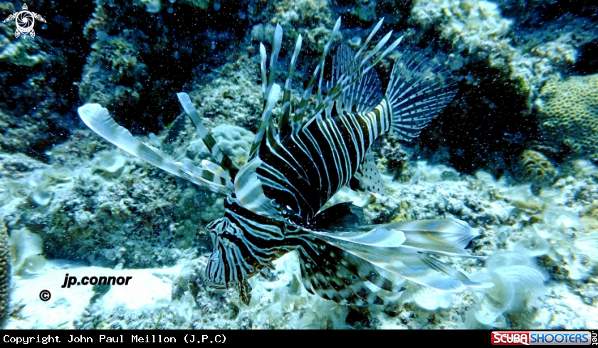 A Lionfish