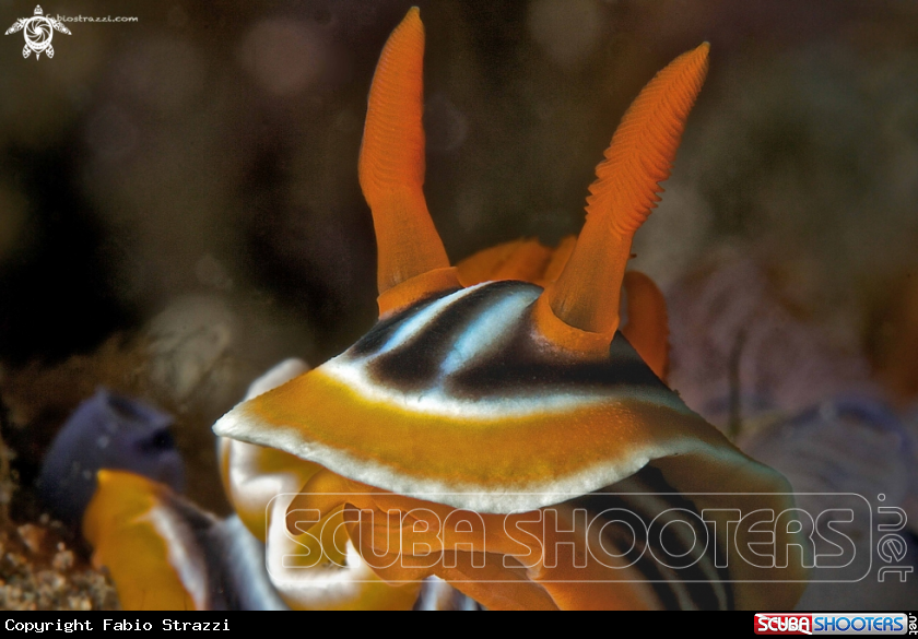 A underwater creature