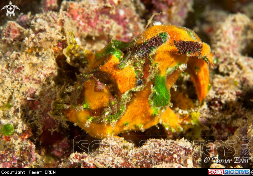 A Frogfish