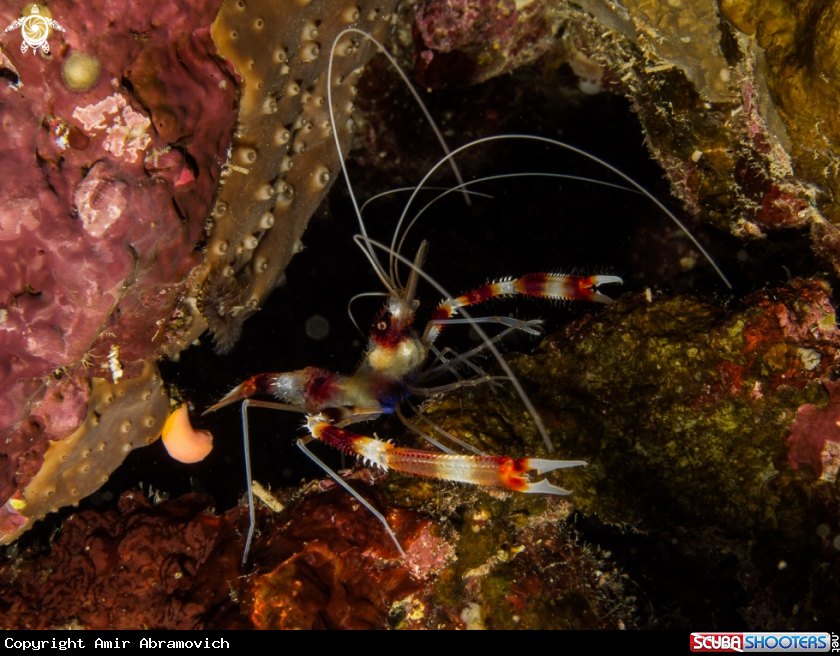 A underwater creature