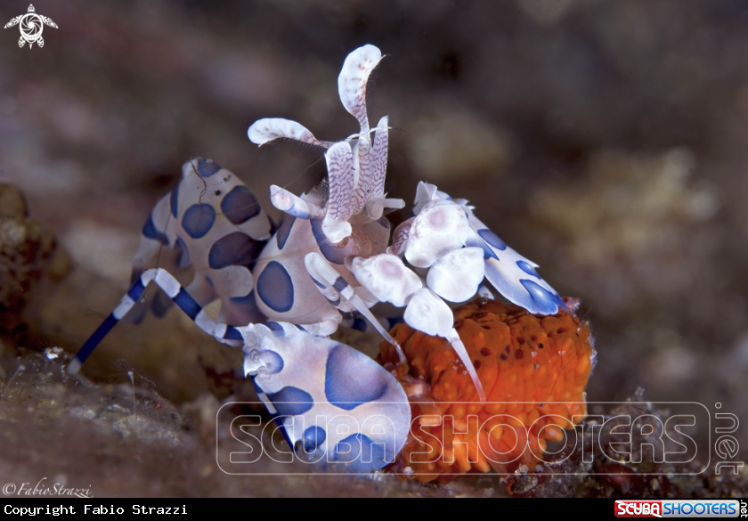 A ARlequin shrimp