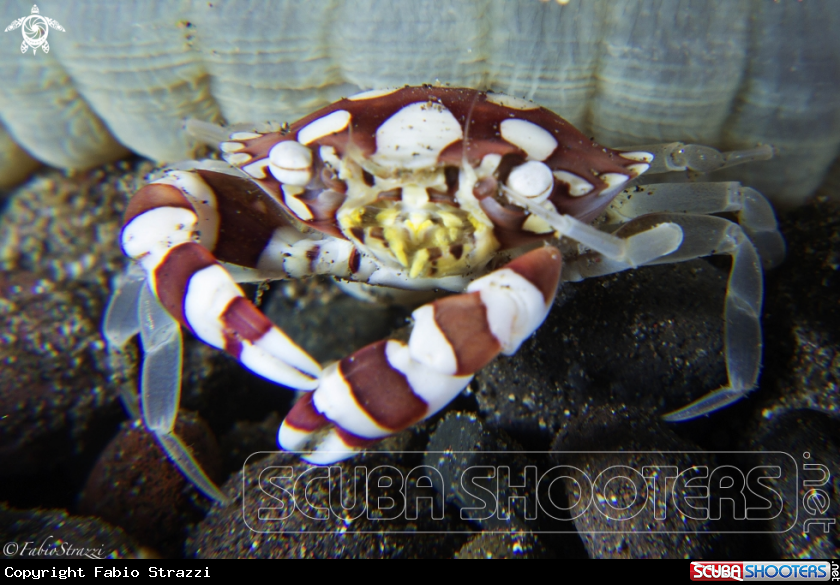 A Harlequin crab