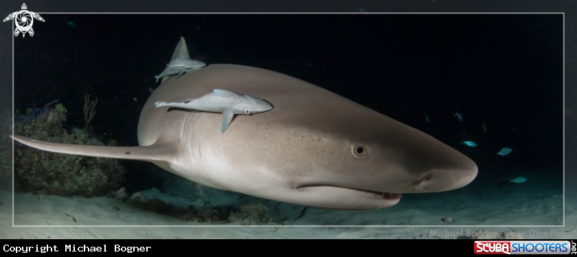 A Lemon Shark