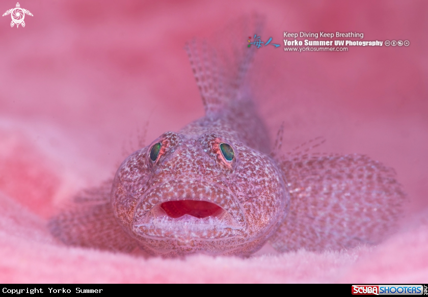 A Biglip Ghostgoby