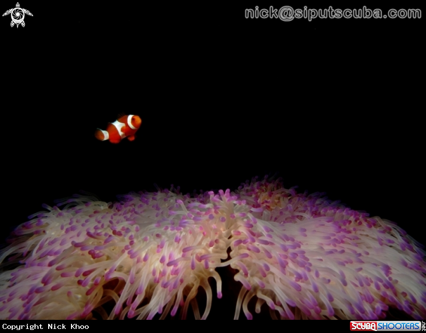 A anemone fish