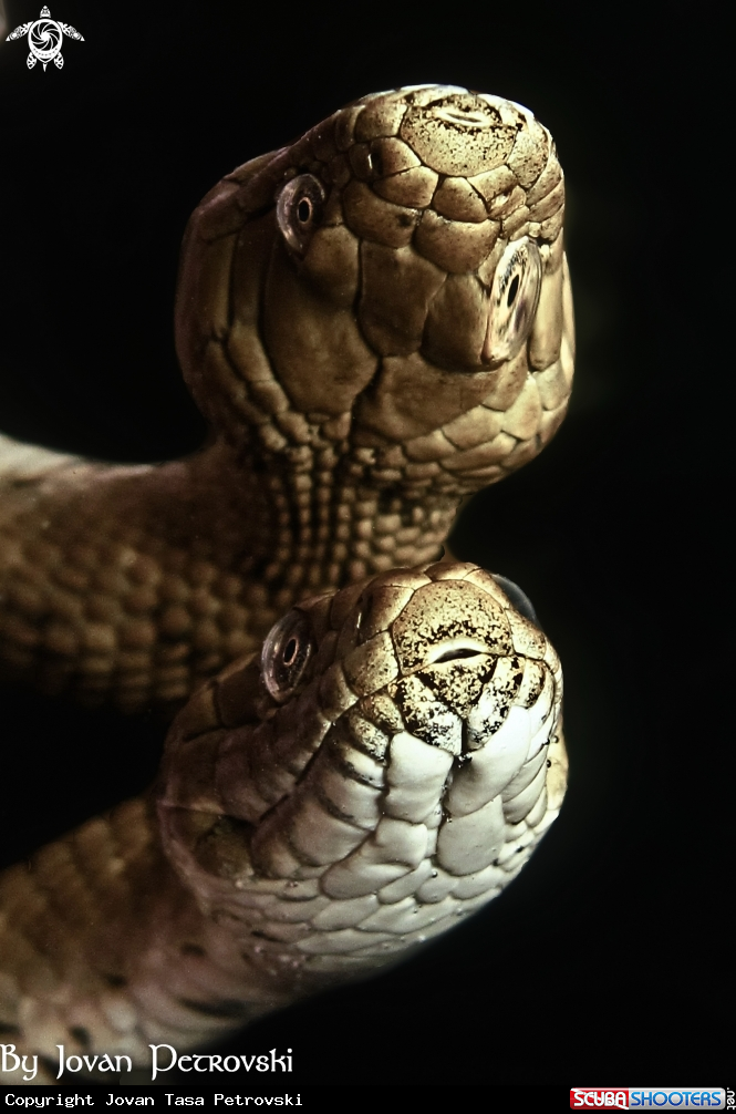 A Vodena zmija Ribarica / Water snake - Ribarica.