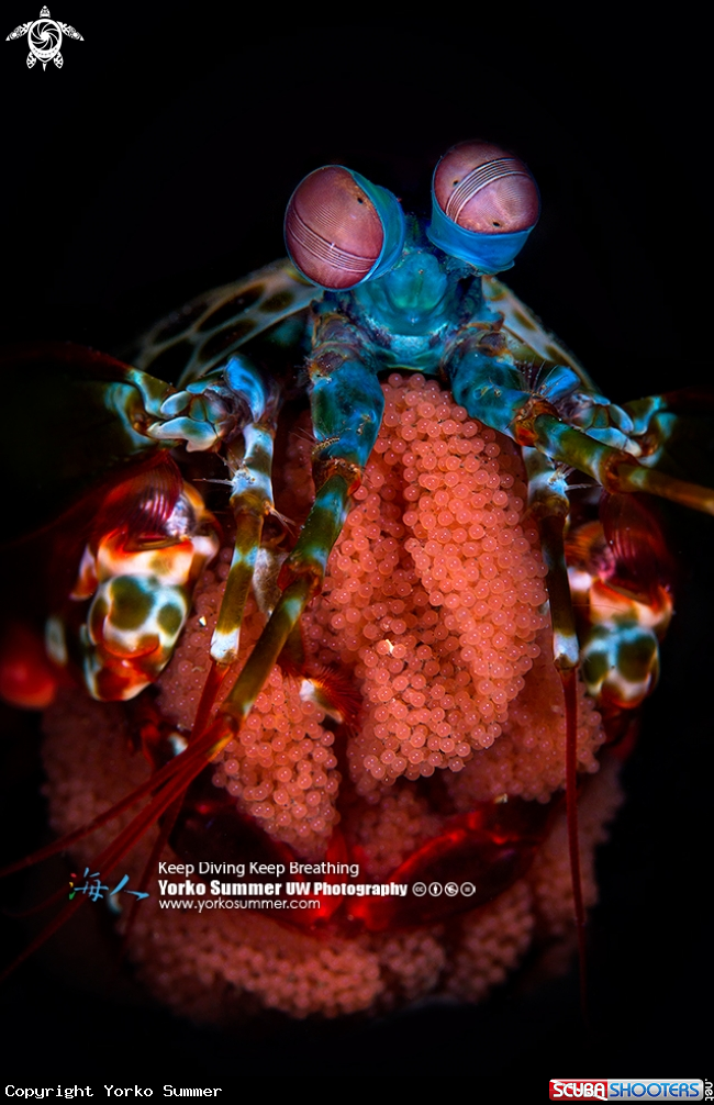 A Peacock Mantis Shrimp