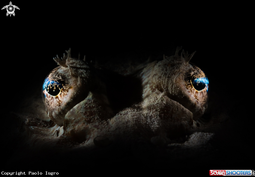 A crocodile fish