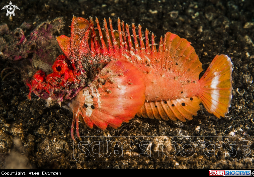 A Spiny Devil Fish