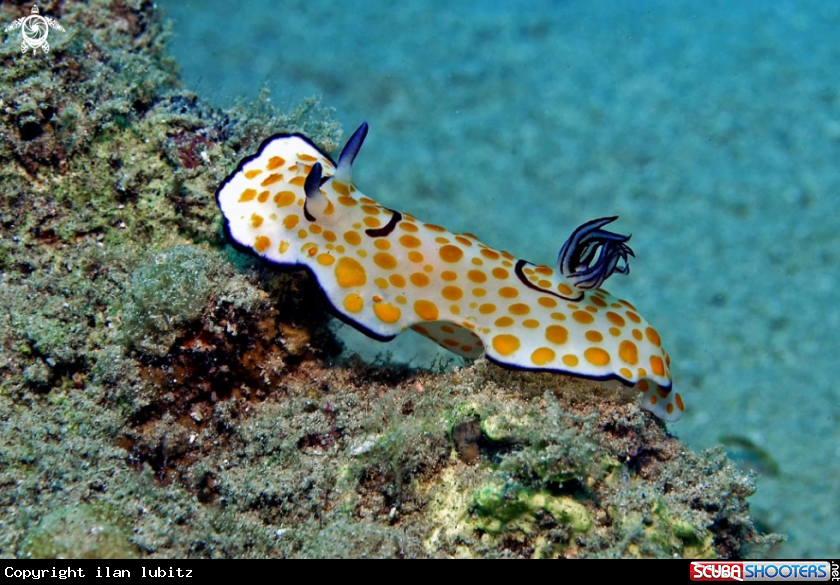 A Nudibranch