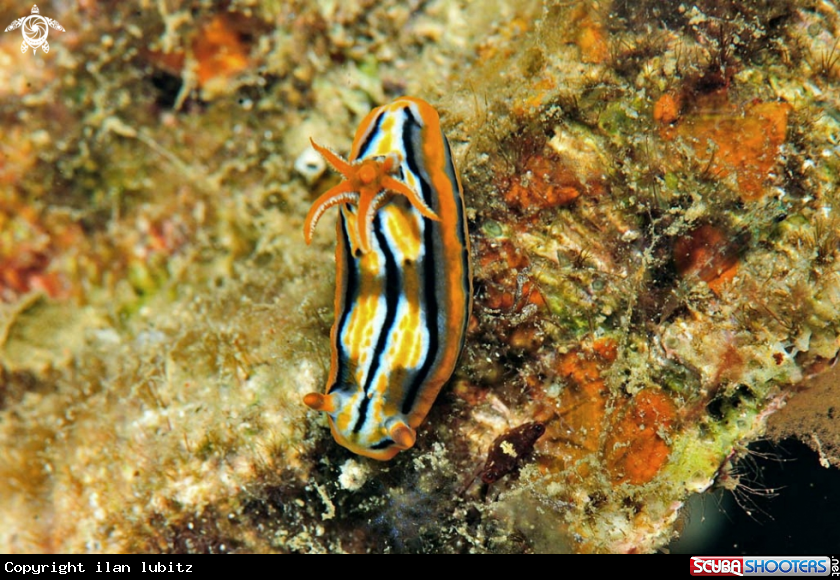 A Nudibranch