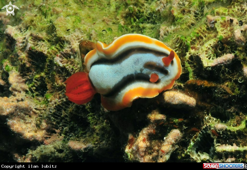 A Nudibranch