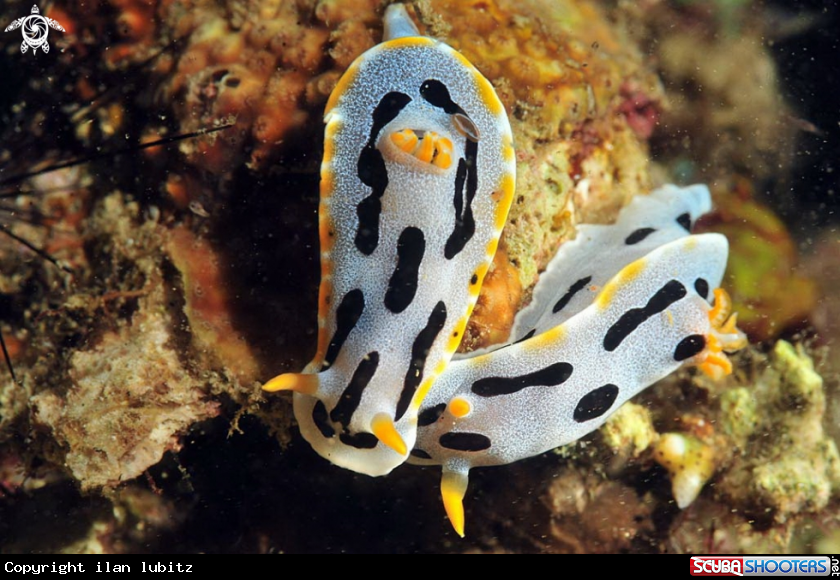 A Nudibranch