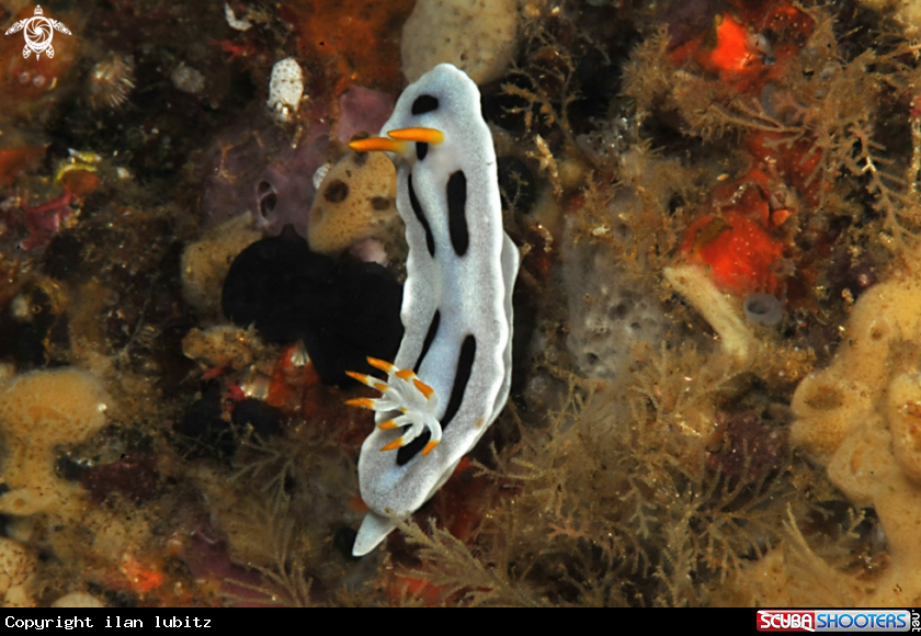 A Nudibranch