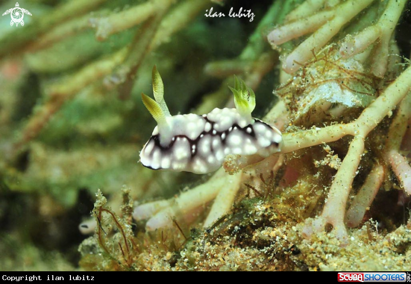 A Nudibranch