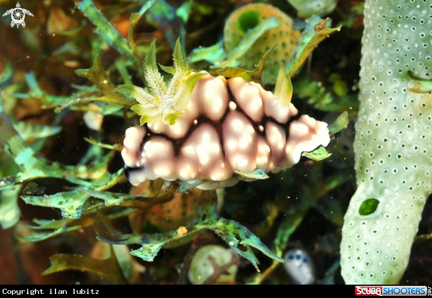 A Nudibranch