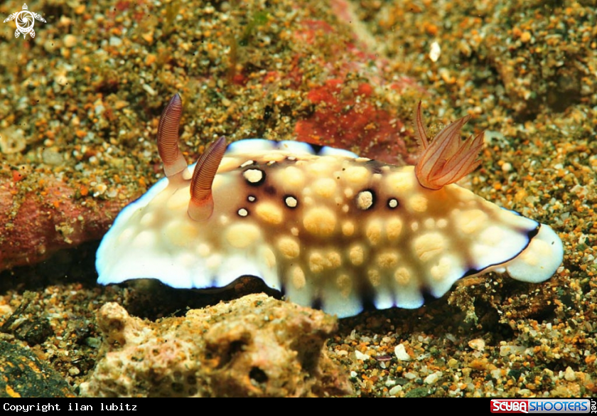 A Nudibranch