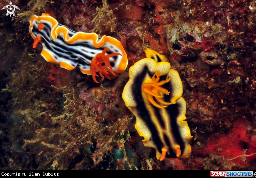 A Nudibranch