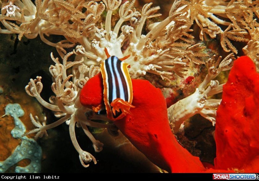 A Nudibranch