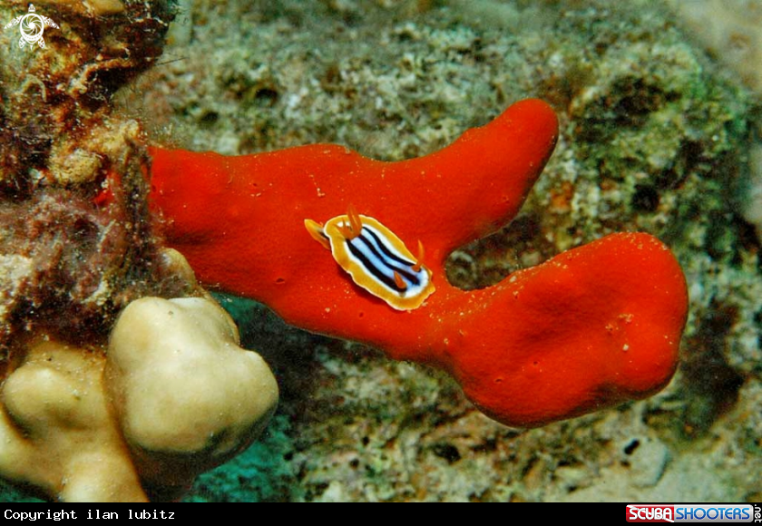 A Nudibranch