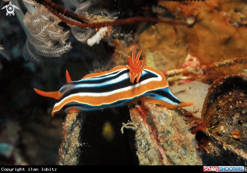 A Nudibranch