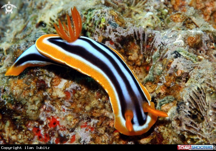 A Nudibranch