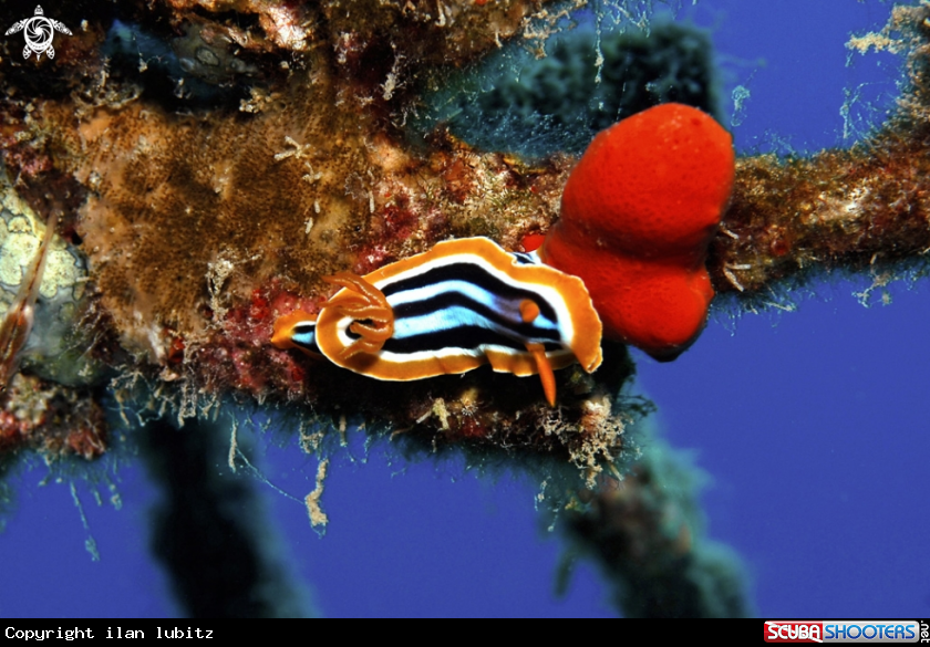 A Nudibranch