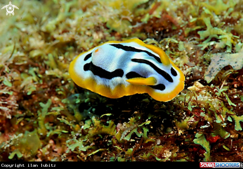 A Nudibranch