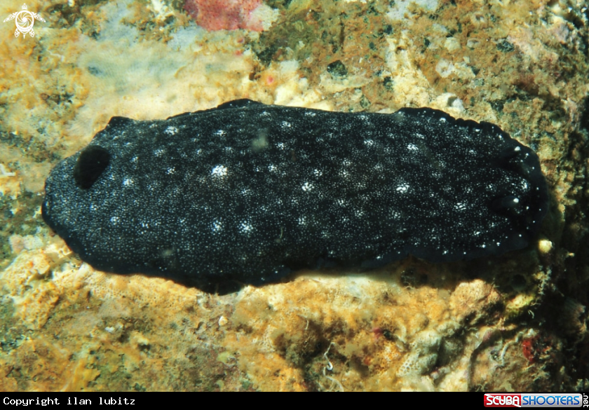 A Nudibranch