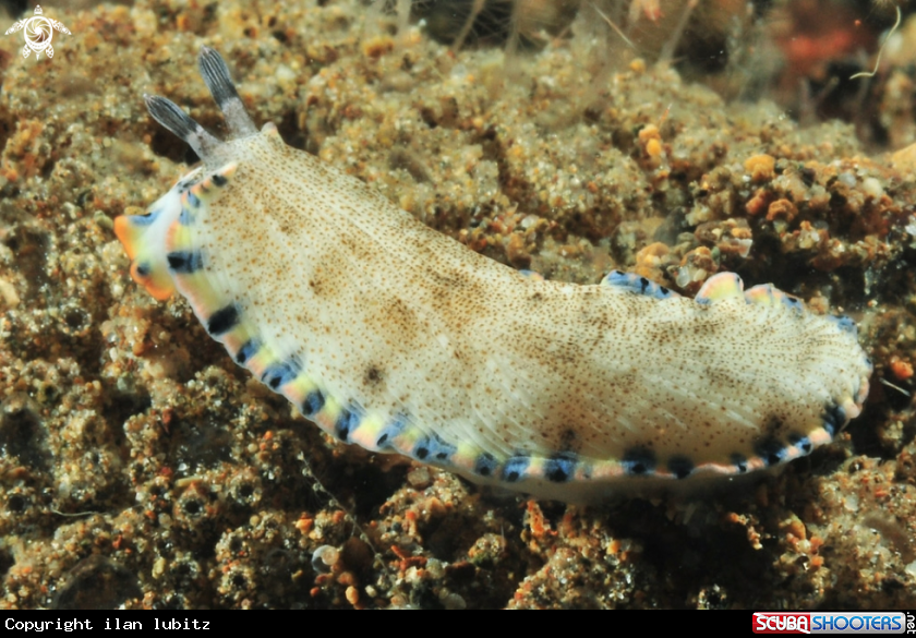 A Nudibranch