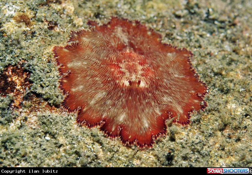 A sea slug