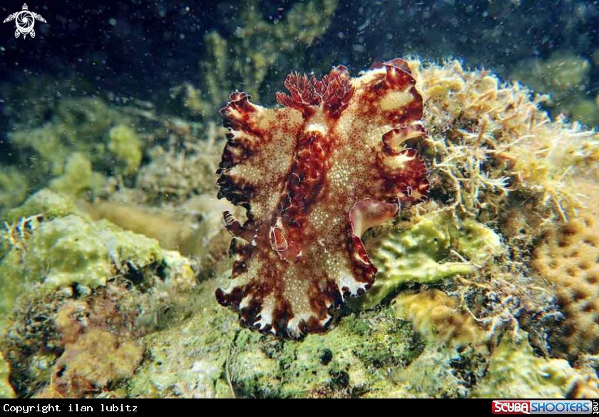 A Nudibranch