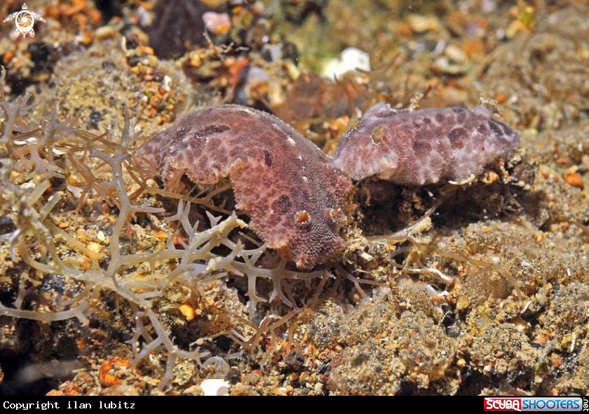 A sea slug