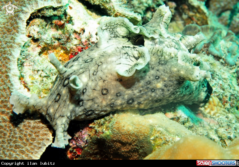 A sea hare