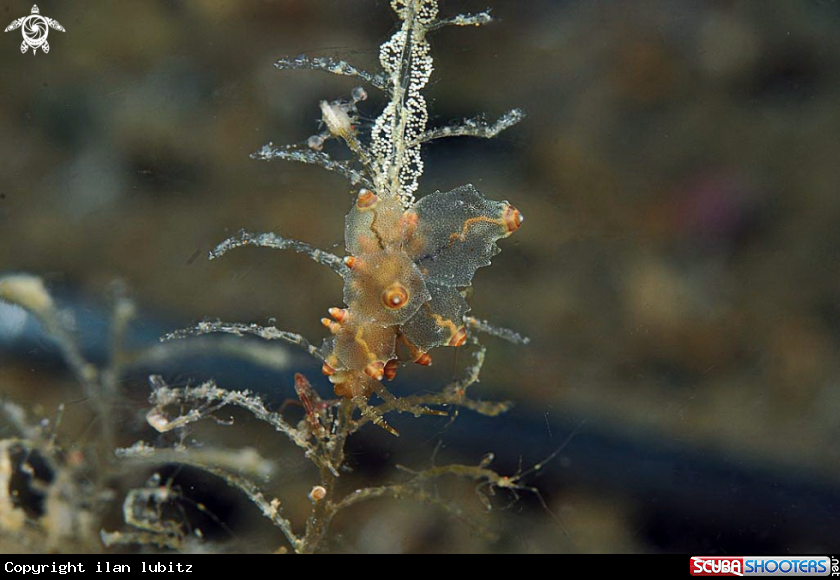 A Nudibranch