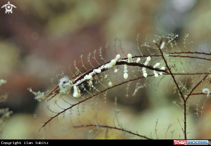 A sea slug