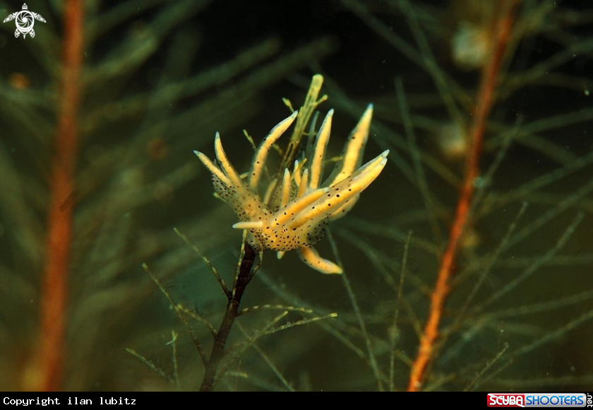 A sea slug