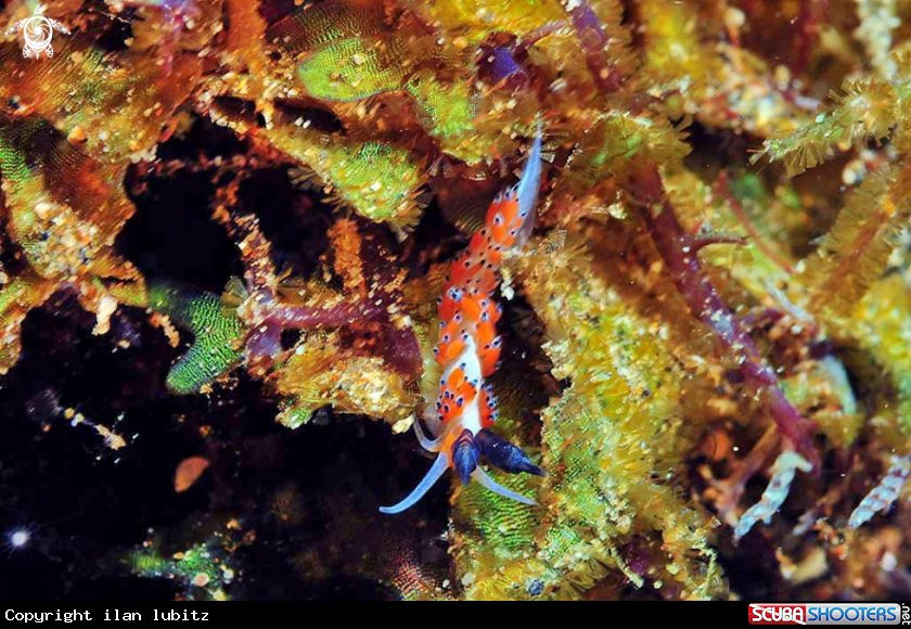 A Nudibranch