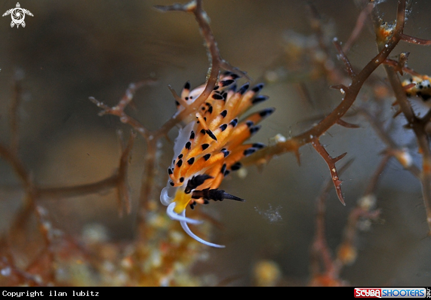 A Nudibranch