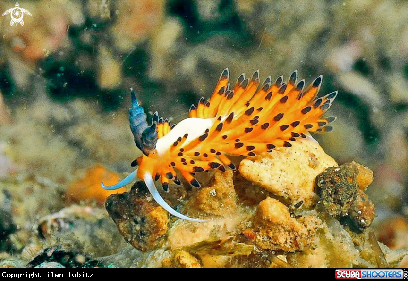 A Nudibranch