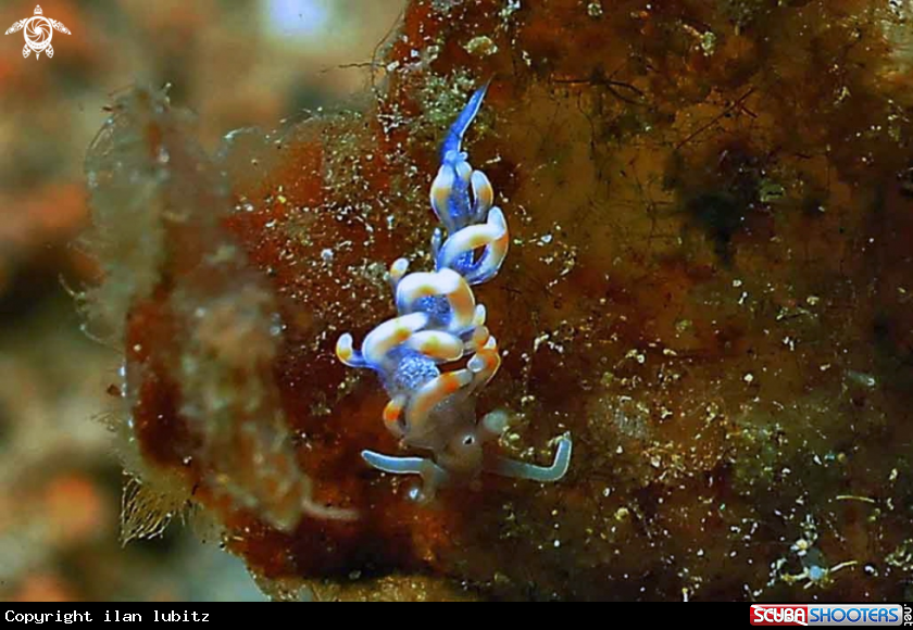 A Nudibranch